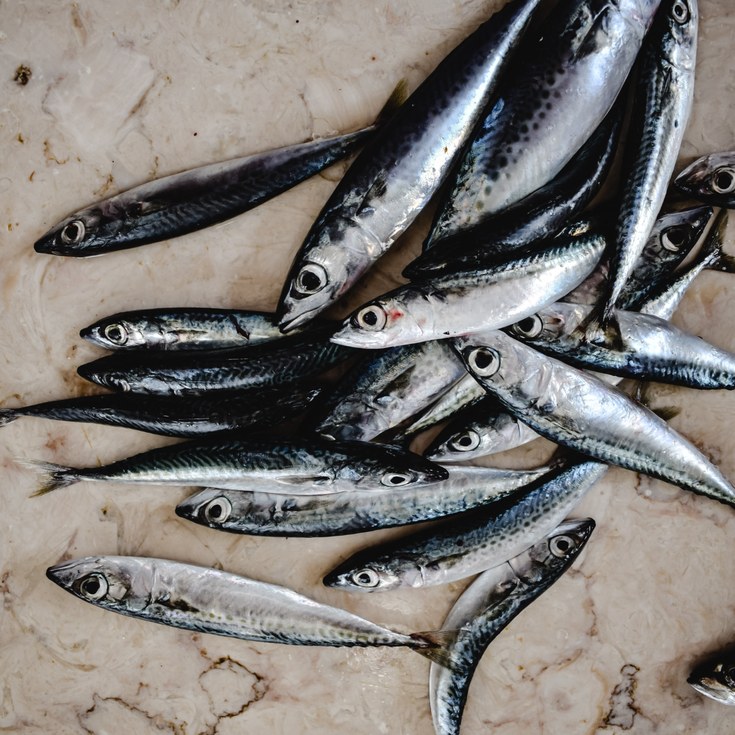 Are Sardines Good For Pregnancy? The richest source of calcium