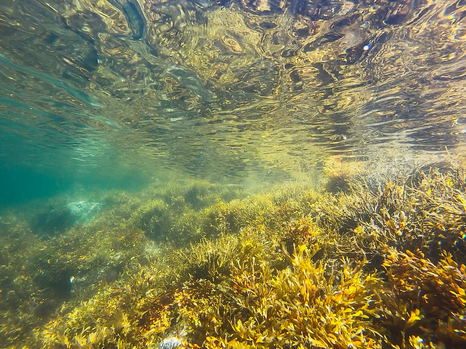 Iodine - The Power Of Kelp